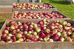 Apple Sorting, Check Weighing, Food and Beverage industry.